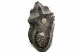 Cut/Polished Theropod Dinosaur (Allosaurus) Vertebra - Utah #360976-1
